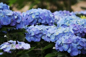 IMG_36121-540x360